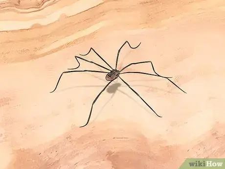 Imagen titulada Identify the Most Common North American Spider Species Step 7
