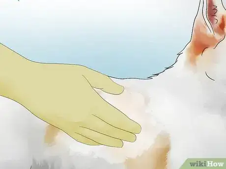 Imagen titulada Deskunk Your Dog Step 11