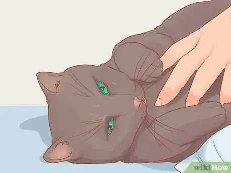 Imagen titulada Stop Your Cat from Attacking Your Dog Step 11