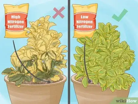 Imagen titulada Keep Variegation in Plants Step 8