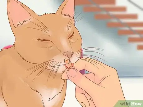 Imagen titulada Stop Your Cat from Attacking Your Dog Step 18