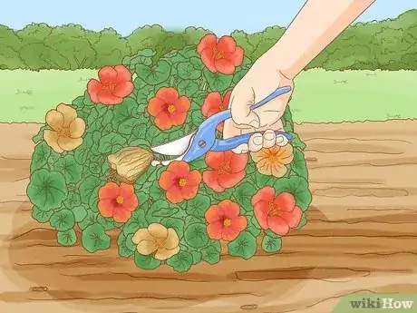 Imagen titulada Grow Nasturtiums Step 9