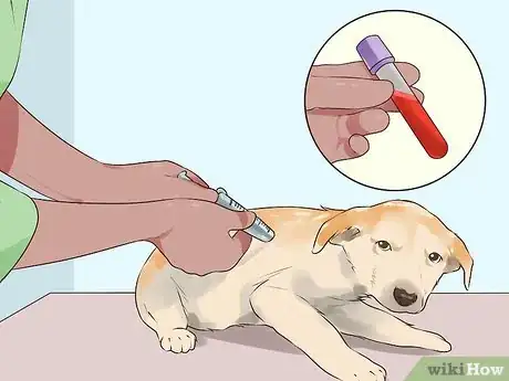 Imagen titulada Handle Hypoglycemia in Young Puppies Step 8