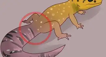 cuidar a un gecko leopardo