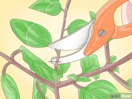 Imagen titulada Prune Fuschias Step 7