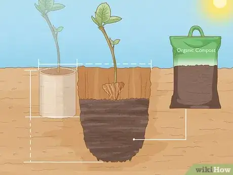 Imagen titulada Grow Quince Step 6