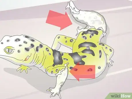 Imagen titulada Bathe a Leopard Gecko Step 6