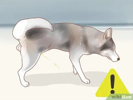 Imagen titulada Know When Your Dog is Sick Step 17