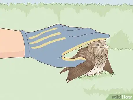 Imagen titulada Help a Bird with a Broken Wing Step 1