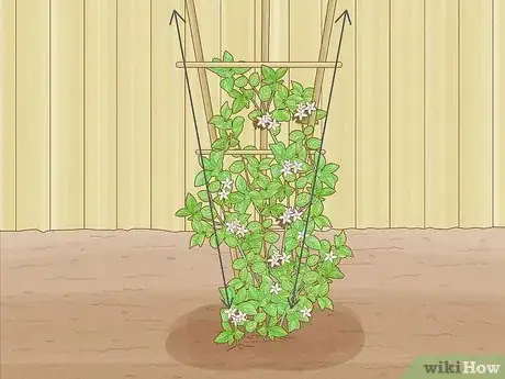 Imagen titulada Prune Jasmine Step 16