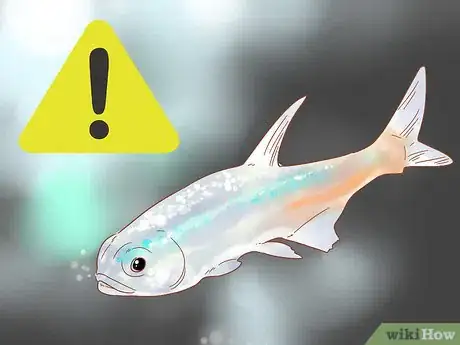 Imagen titulada Care for Neon Tetra Step 13