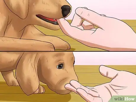Imagen titulada Get Your Puppy to Stop Biting Step 5