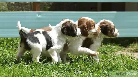 Imagen titulada Bathe Your Puppy Step 15