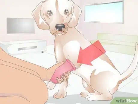 Imagen titulada Treat Broken Bones in Dogs Step 10