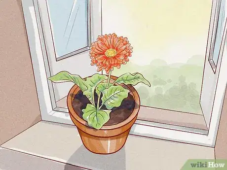 Imagen titulada Care for a Gerbera Daisy Step 3