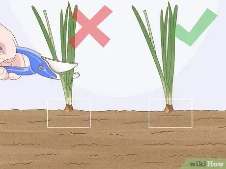 Imagen titulada Transplant Bulbs Step 1