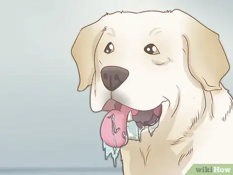 Imagen titulada Spot Rabies in a Dog Step 2