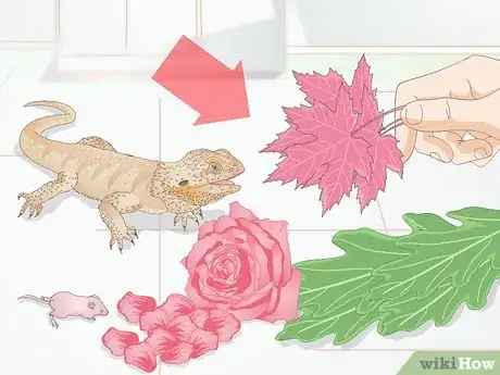 Imagen titulada Feed a Bearded Dragon Step 1