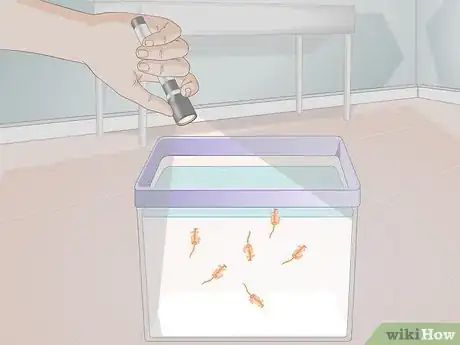 Imagen titulada Care for Sea Monkeys Step 12