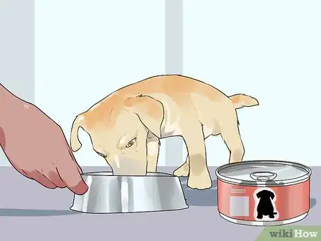 Imagen titulada Handle Hypoglycemia in Young Puppies Step 6