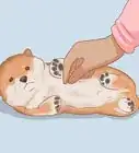 escoger un cachorro Shiba Inu