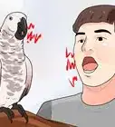 entrenar a un loro para que haga menos ruido
