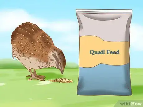 Imagen titulada Get Quails to Lay Eggs Step 6