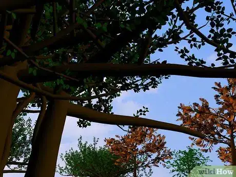 Imagen titulada Build a Natural Shelter in the Jungle Step 1