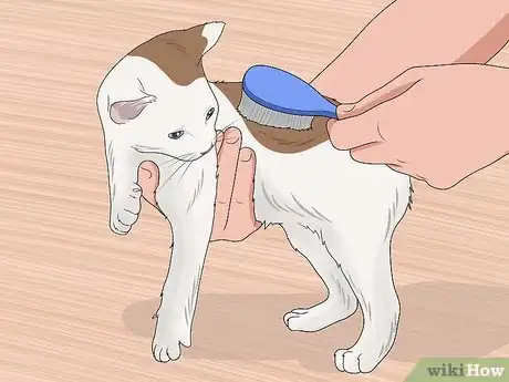 Imagen titulada Bathe a Kitten Step 3