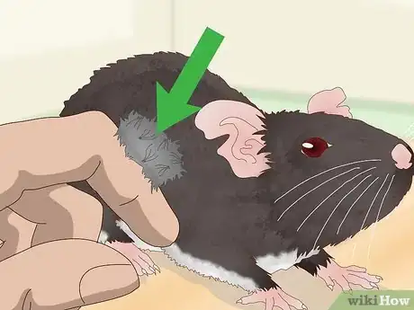 Imagen titulada Spot Common Signs of Illness in Mice Step 2