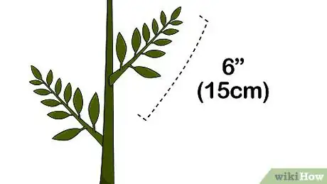 Imagen titulada Grow a Ficus Benjamina Step 1