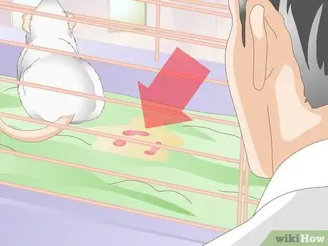 Imagen titulada Treat Mice With Penile Prolapse Step 11