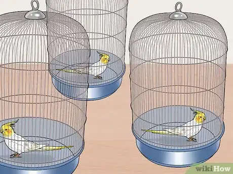 Imagen titulada Keep Multiple Cockatiels Step 3