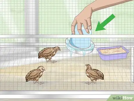 Imagen titulada Breed Quail Step 6