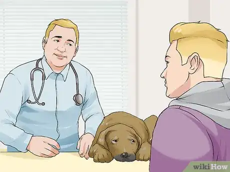 Imagen titulada Handle Hypoglycemia in Young Puppies Step 7