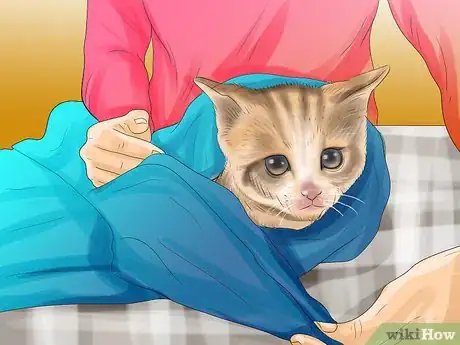 Imagen titulada Remove Debris Stuck in a Cat Paw Step 2