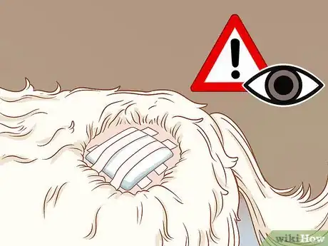 Imagen titulada Remove a Dog’s Skin Tags at Home Step 10
