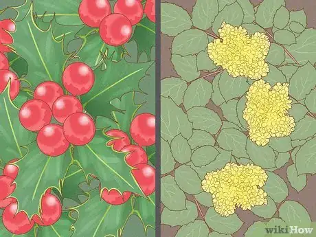 Imagen titulada Identify Poison Ivy Step 8