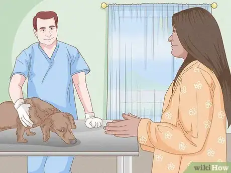 Imagen titulada Strengthen an Old Dog's Hind Legs Step 6