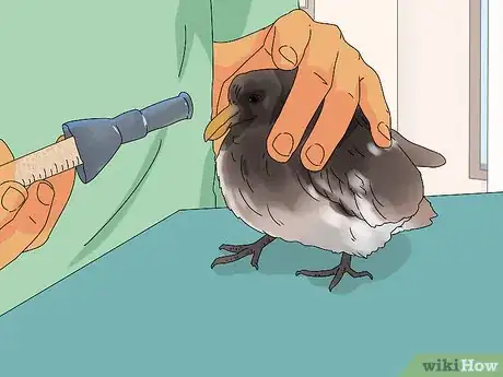 Imagen titulada Care for a Fledgling Pigeon Step 1