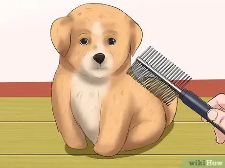 Imagen titulada Care for Maltipoos Step 3