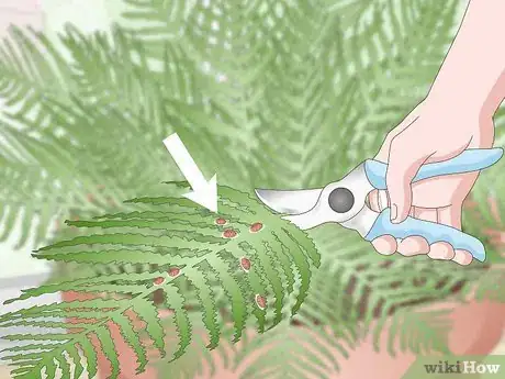 Imagen titulada Prune Ferns Step 8