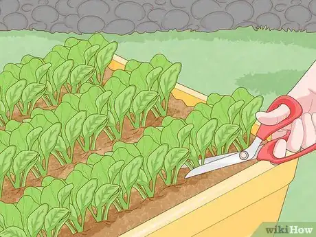 Imagen titulada Grow Baby Spinach Step 14