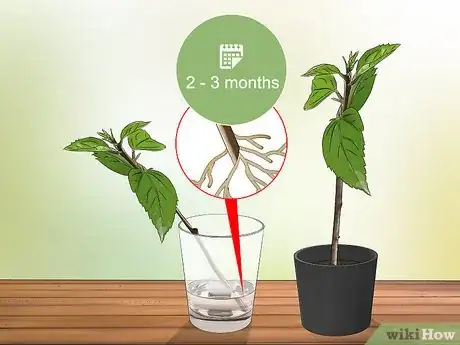 Imagen titulada Propagate Hibiscus Step 12