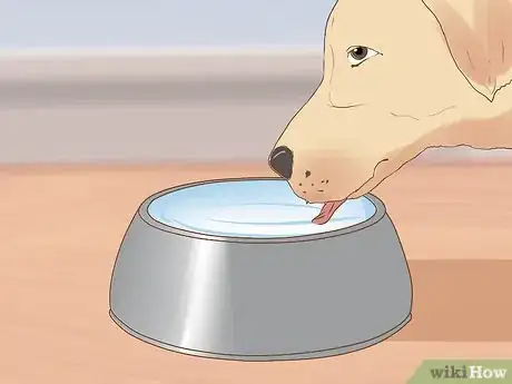 Imagen titulada Encourage a Mother Dog to Feed Her Litter Step 11
