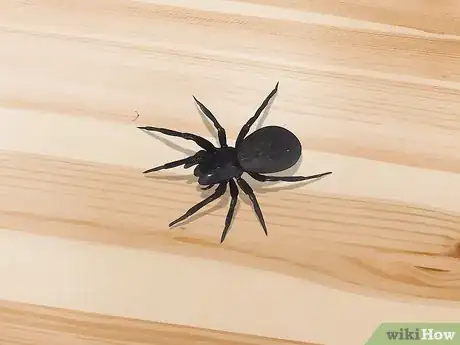 Imagen titulada Kill a Venomous Spider Step 5