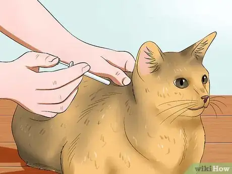Imagen titulada Care for an FIV Infected Cat Step 4