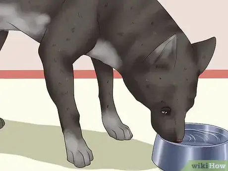 Imagen titulada Ease Your Dog's Stomach Problems Step 10