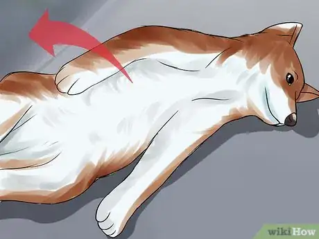 Imagen titulada Pick Up a Puppy Step 8
