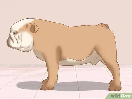 Imagen titulada Identify an English Bulldog Step 5